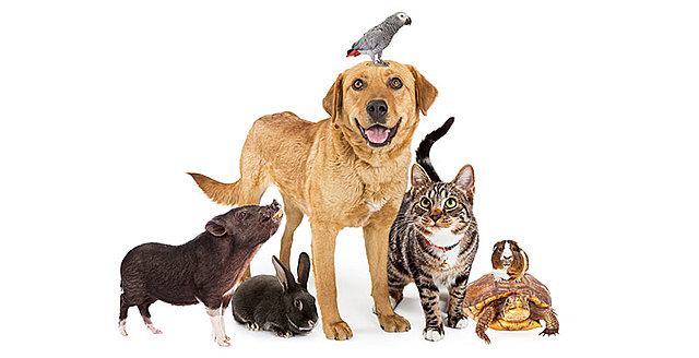 Declaración del Día Mundial de los Animales