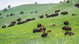 Timeline: Proceso de ocupación de las praderas americanas.