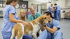 Timeline: Historia de la Medicina Veterinaria