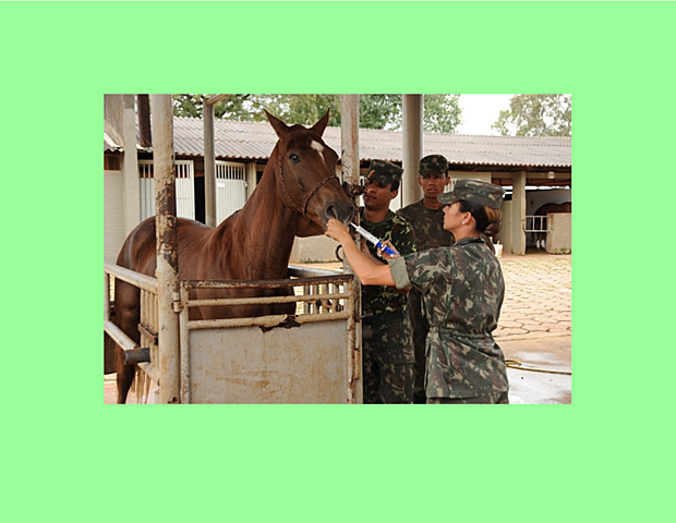 Medicina Veterinaria Militar