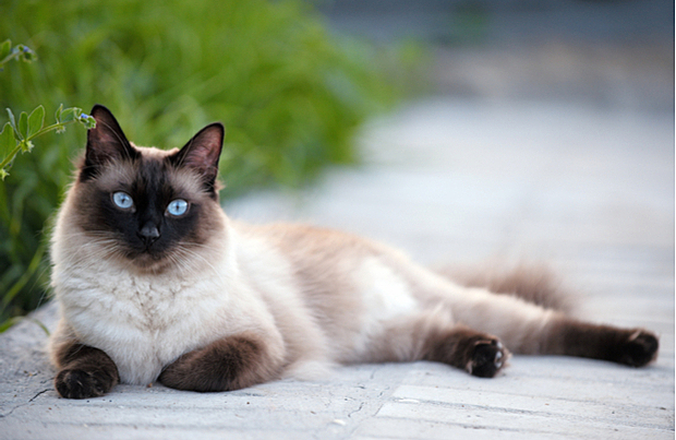 Oldest Known Siamese Breed Emerges