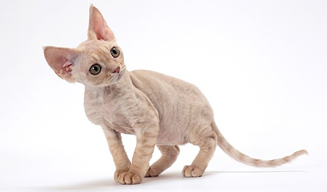 Devon Rex Emerges