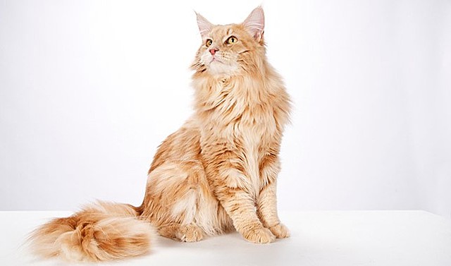 Main Coon Breed Emerges (Approximate)