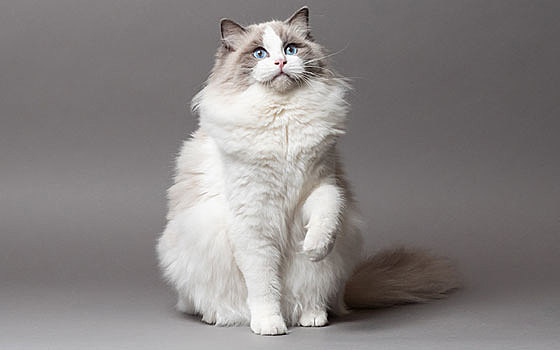 Ragdoll Breed Emerges
