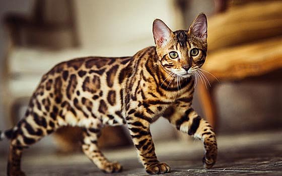 Bengal Breed Emerges