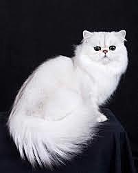 Persian Breed Emerges (Approximate)