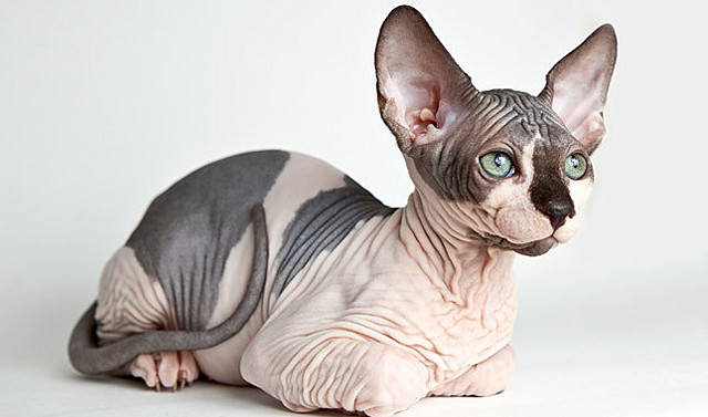 Sphynx Breed Emerges
