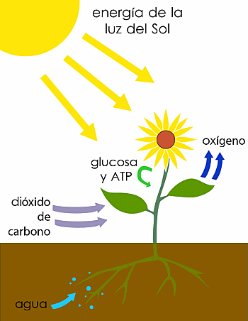 CREACIÓN DE LA FOTOSÍNTESIS