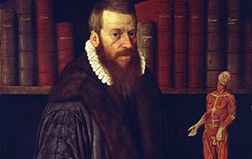 Anatomía comparada, Volcher Coiter