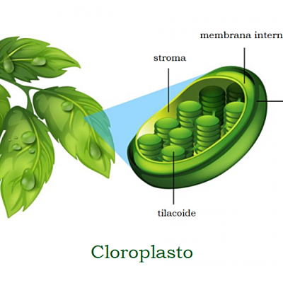 Timeline: Historia de la Neurociencias