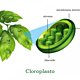 Cloroplasto 800x445