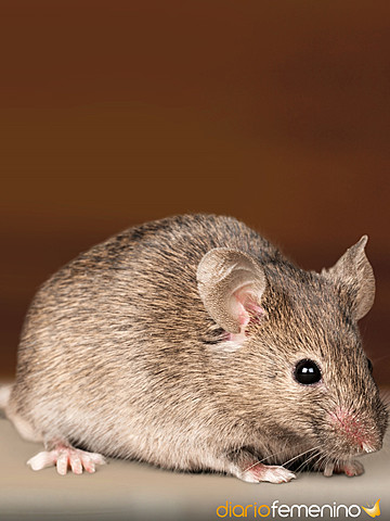 Estudios genéticos con ratones