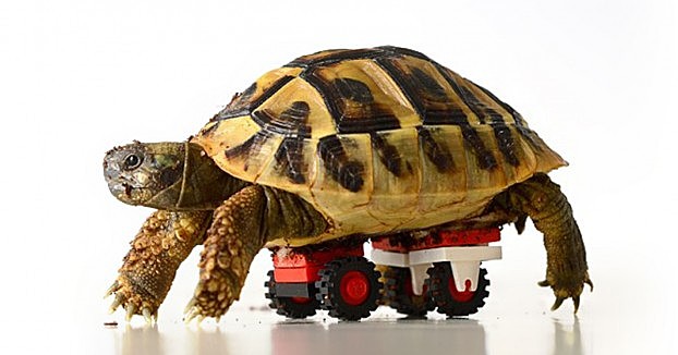 Prótesis para animales hechas a base de LEGO´s