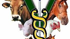 Timeline: Medicina Veterinaria