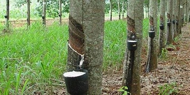 Descubrimiento del árbol de caucho