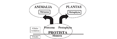 Haeckel creo un sistema de 3 seres vivos