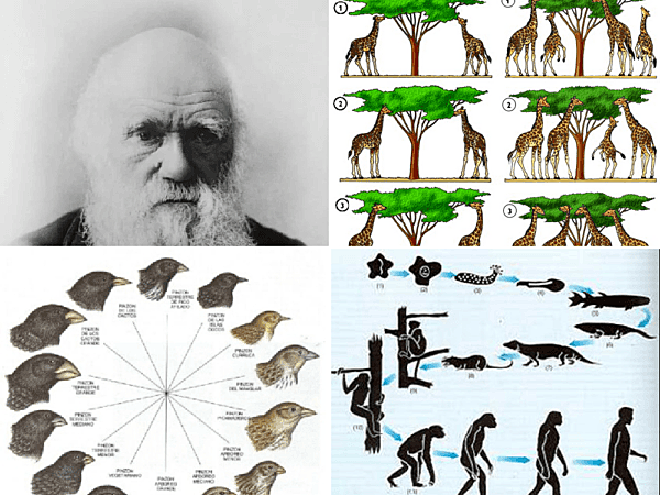 Teoria de l'evolució, Darwin