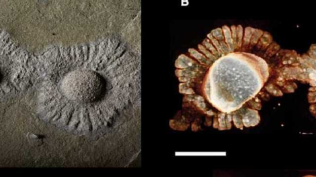 Mitmerakuliste organismide teke