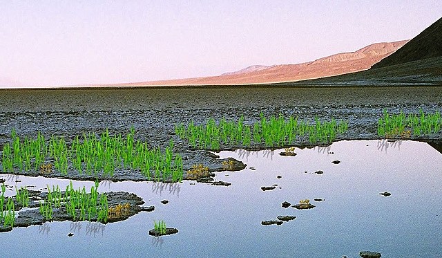 Esimesed maismaataimed