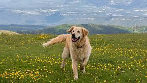 Vam anar a agafar una gosa de la gosera