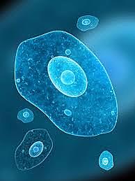 Tekkisid esimesed üherakulised organismid