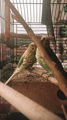 Ens van portar els dos periquitos