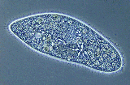 Esimesed eukarüoodid