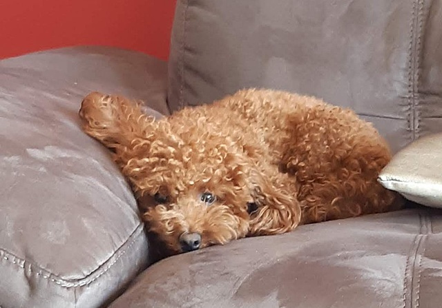 Quan vaig tindre a la meva gosseta