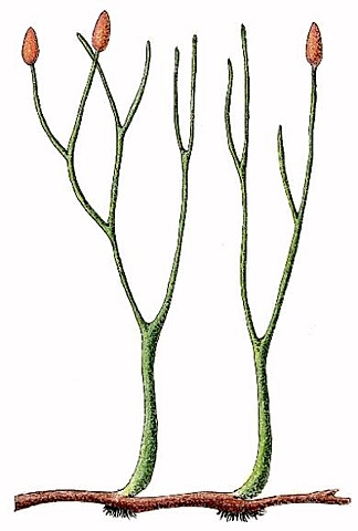 Esimesed maismaataimed