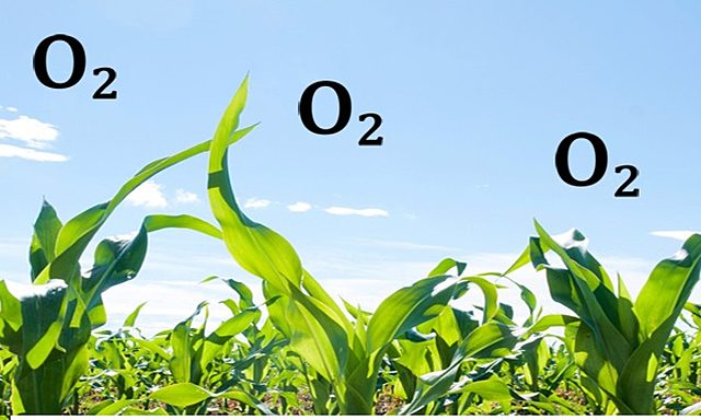 Oxygen, Element or Compound?