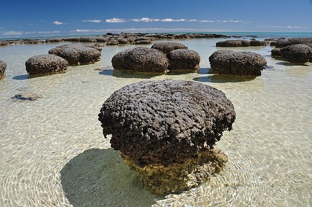 Stromatoliitide areng