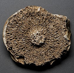 Hulkraksete organismide teke