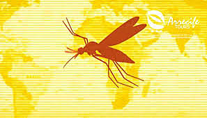 Quart rebrot de febre groga