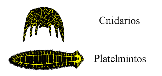 El Surgimiento del sistema nervioso.