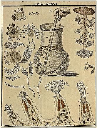 TAXONOMÍA DE LAS ENFERMEDADES