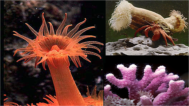 La aparición de al menos dos tipos de organización nerviosa.