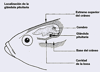 El surgimiento del primer cerebro.