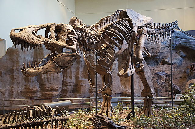 Henry Fairfield Osborn descriu i anomena el Tyrannosaurus Rex.