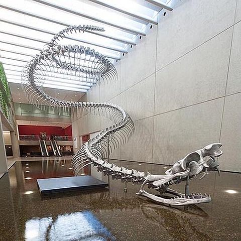 Carlos Jaramillo i Jonathan Bloch desenterren fòssils de Titanoboa, una serp gegant.
