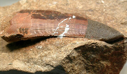 Buckland troba un gran dent i va anomenar al propietari anima "Megalosaurus", sent així el primer dinosaure en tindre nom propi.