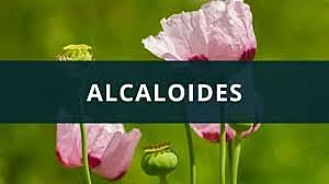 Por primera vez se utilizó por W. Meissner