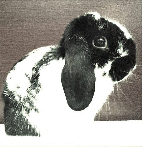lapin Hugo