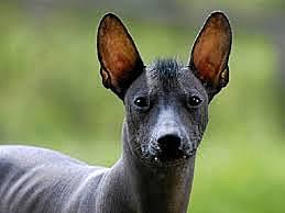 Últimos  años del consumo de perro