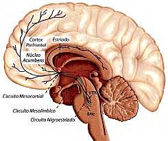 1965-Enfoque conexionista