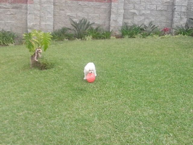 Me regalaron a mi perrito