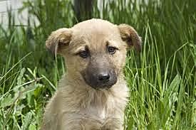 primer dia amb el meu gos