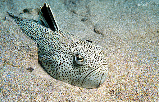 Em pica un peix aranya