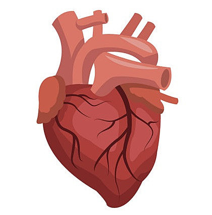 Operació cor del meu germà