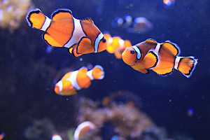 Tinc la meva primera mascota