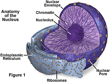 Nucleus